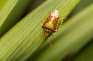 Yeşil bir bitkinin üzerindeki renkli Orman Kalkanı Böceği 'nin yakın görüntüsü.