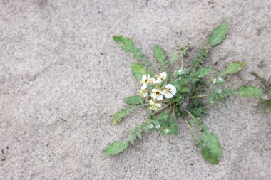 Anza Borrego çöl parkındaki kahverengi gözlü kır çiçeği bitkisinin yakın görüntüsü..