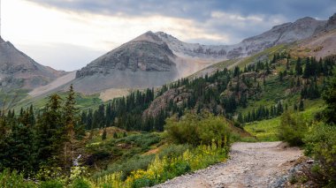 Colorado 'da, Crested Butte yakınlarındaki manzaralı vadideki kır çiçeklerinin panoramik manzarası.