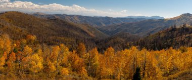 Colorful fall foliage on mountain slopes in Uinta Wasatch Cache National Forest, Utah