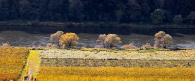 Moselle şaraphanesinin panoramik manzarası, sonbahar zamanı nehir boyunca üzüm bağları..