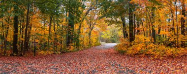 Sonbahar boyunca Novi, Michigan 'da renkli akçaağaç ağaçlarıyla Maybury eyalet parkının panoramik manzarası