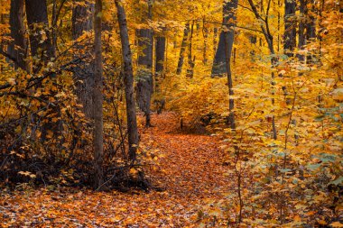 Michigan 'daki Maybury Eyalet Parkı' nda rengarenk sonbahar yapraklı manzara yolu