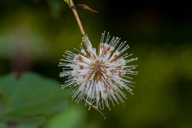 Close up view of Common Buttonbush plant also known as Cephalanthus occidentalis clipart