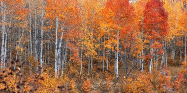 Aspen trees with peak color foliage in autumn time in Utah Wasatch mountain state park.
