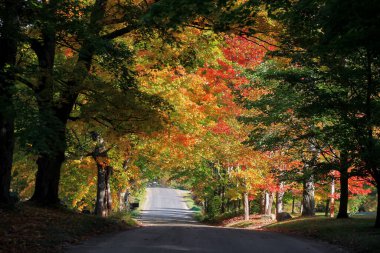 Sonbahar zamanı Vermont 'ta ağaç tüneli olan kırsal arazi gezisi.