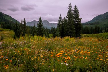 Yaz boyunca Colorado 'daki Crested Butte yakınlarında renkli kır çiçekleri çayırı.