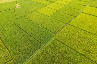 Aerial view of lush green paddy fields near Mysore city in Karnataka state India.