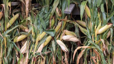 Arkaplan kullanımı için kuru mısır yığını dekorasyonu