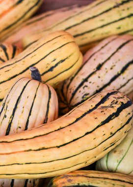 Olgun Tereyağlı Kabak sebzeleri çiftçi pazarında satılıyor. Sonbahar zamanı.