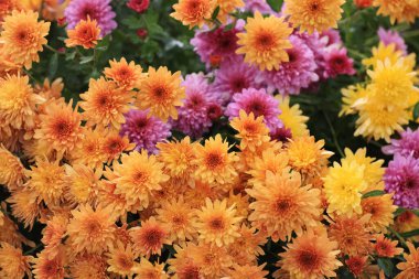 Parlak renkli çiçeklerin yakın görünümü, sonbahar dekorasyonu, seçici odak.