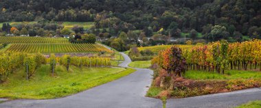 Moselle şaraphanesinin panoramik manzarası, sonbahar renklerinde üzüm bağları.