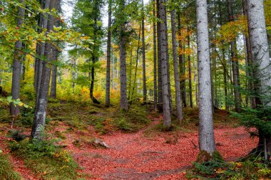 UNESCO 'nun dünya mirası Chichen-Itza harabeleri Yucatan yarımadası, Meksika' da yer almaktadır..