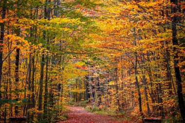 Sonbahar zamanı Vermont, ABD 'nin kırsal kesimlerinde ağaçlar tüneli olan arka yollar..