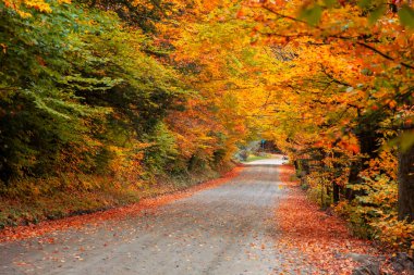 Sonbahar zamanı Vermont, ABD kırsalından geçen arka yollar..