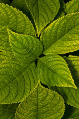 Bitkinin üzerindeki taze yeşil ortanca yapraklarının yakın görüntüsü.