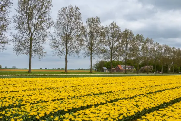 stock image Netherlands countryside Noordoostpolder with row of trees along flower field in spring time.