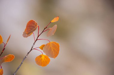 Close up view bright yellow Aspen leaves during autumn time. Selective focus.