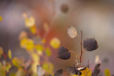 Close up view bright yellow Aspen leaves during autumn time. Selective focus.