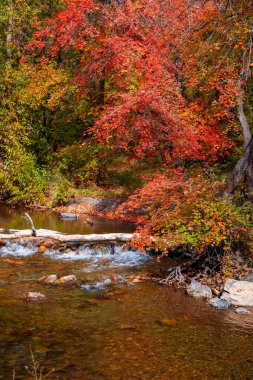 American Fork river surrounded with fall foliage at American Fork canyon in Utah during autumn time. clipart