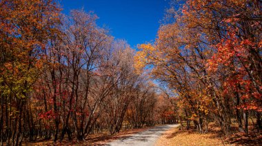 Bright colorful autumn trees by the winding road in Utah mountains, fall time. clipart