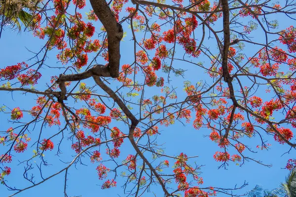 stock image Bottom up view of Flamboyant tree against blue sky Bahamas.