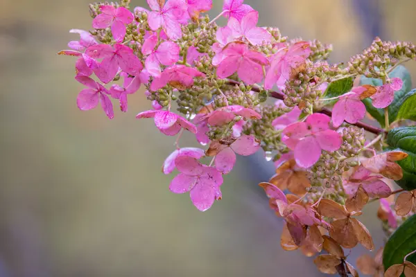 stock image Close up view of pink Hydrangea flowers with rain drops with shallow depth of field.