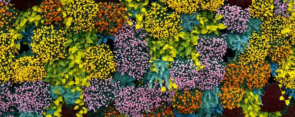 Stock image Colorful mums in Frederik Meijer gardens and sculpture park in Grand rapids, Michigan in autumn time.