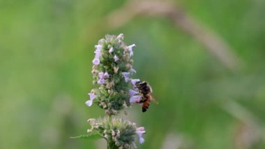 Bahçedeki lavanta çiçeklerinden polen toplayan bal arısı.