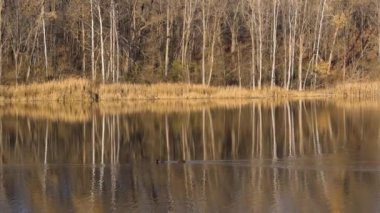 Michigan 'ın kırsal kesimindeki gölde yüzen ördeklerdeki ağaçların mükemmel yansıması..