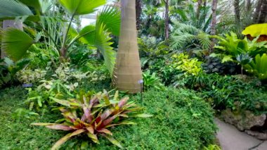 Pittsburgh, Pensilvanya 'daki Phipps Konservatuvarı ve Botanik Bahçeleri' ndeki Bitkiler.