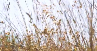 Uzun kuru bitkiler rüzgarın alçak açısına doğru sallanıyor.. 