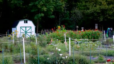 Sebze çiftliğinin ortasındaki küçük beyaz ahır.