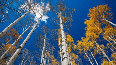 Uzun Aspen ağaçları Utah, Wasatch dağ parkında mavi gökyüzüne ulaşıyor..