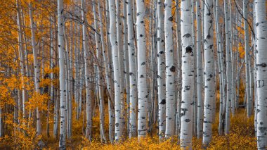 Wasatch dağlarında sonbahar mevsiminde uzun Aspen ağaçları. Utah, seçici odak noktası..