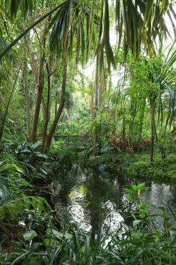 Tropical plant garden in side Harry P Leu gardens in Orlando, Florida.
