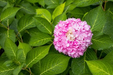 Yeşil bir bitkinin üzerindeki yağmur damlalarıyla pembe ortanca çiçeğinin yakın görüntüsü.