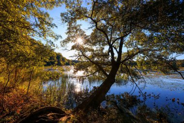 Scenic landscape of Kensington metro park in Michigan during autumn time with back lit trees. clipart