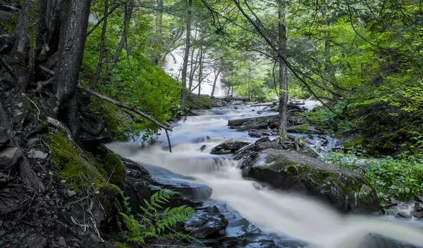 Yazın Pennsylvania 'daki Ricketts Glen Eyalet Parkı' nda çağlayan şelaleler..