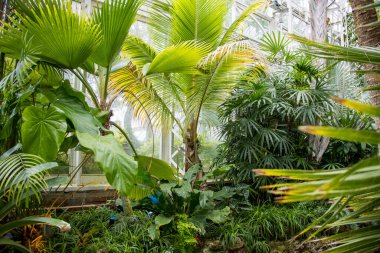Phipps Konservatuarı ve Pittsburgh, Pennsylvania 'daki Botanik Bahçeleri.