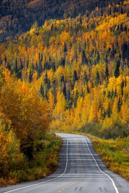 Alaska 'da Richardson Otoyolu Sonbahar Zamanı Renkli Sonbahar Yeşillikleri.