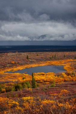Kuzey Alaska 'da Tundra' nın ortasındaki küçük gölet manzarası.