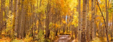 Colorado 'da sonbahar dönemi boyunca renkli Aspen ağaçları.