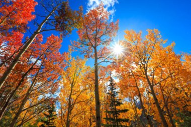 Colorado Rocky Dağları Ulusal Parkı 'nda sonbahar zamanı Aspen ağaçları ve güneş parlıyor..