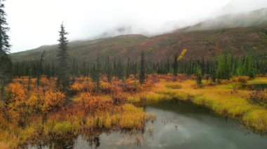 Alaska 'da sonbahar manzarası, sisli ve alçak bulutlu.