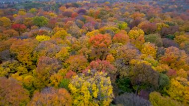 Michigan 'daki Maybury Eyalet Parkı' ndaki renkli sonbahar ağaçlarının hava manzarası.