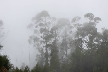 Portekiz 'deki Madeira adasında sabah sisine yakalanan uzun ağaçlar.