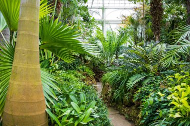 Phipps Konservatuarı, Pittsburgh, Pennsylvania 'da yeşil ev ve botanik bahçeleri..