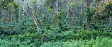 Koorg Bölgesi, Karnataka, Hindistan 'daki panoramik manzaralı kahveciler