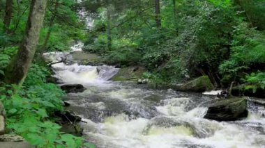 Yazın Pennsylvania 'daki Ricketts Glen Eyalet Parkı' nda çağlayan şelaleler..